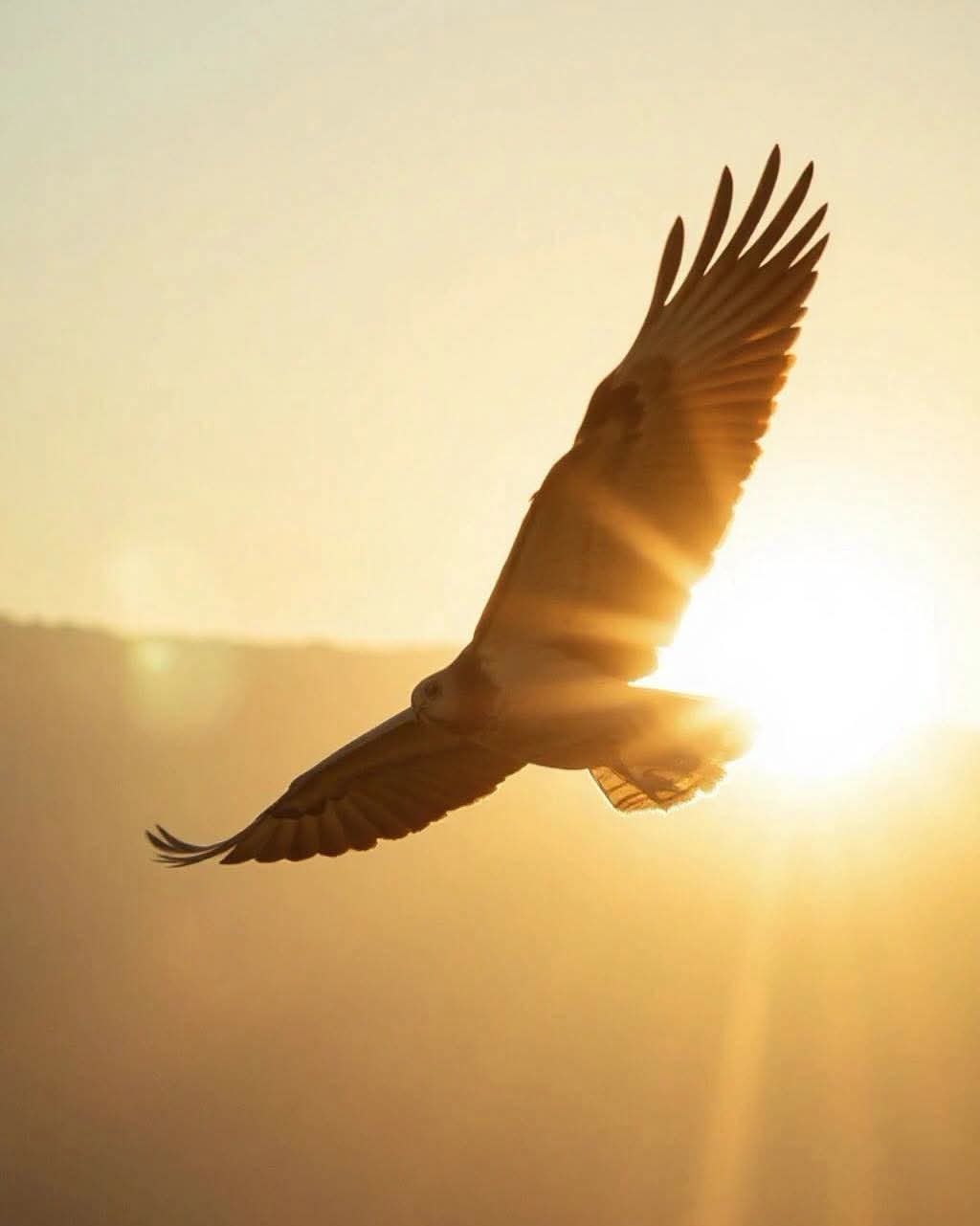 Un condor déploie ses ailes dans la lumière du soleil